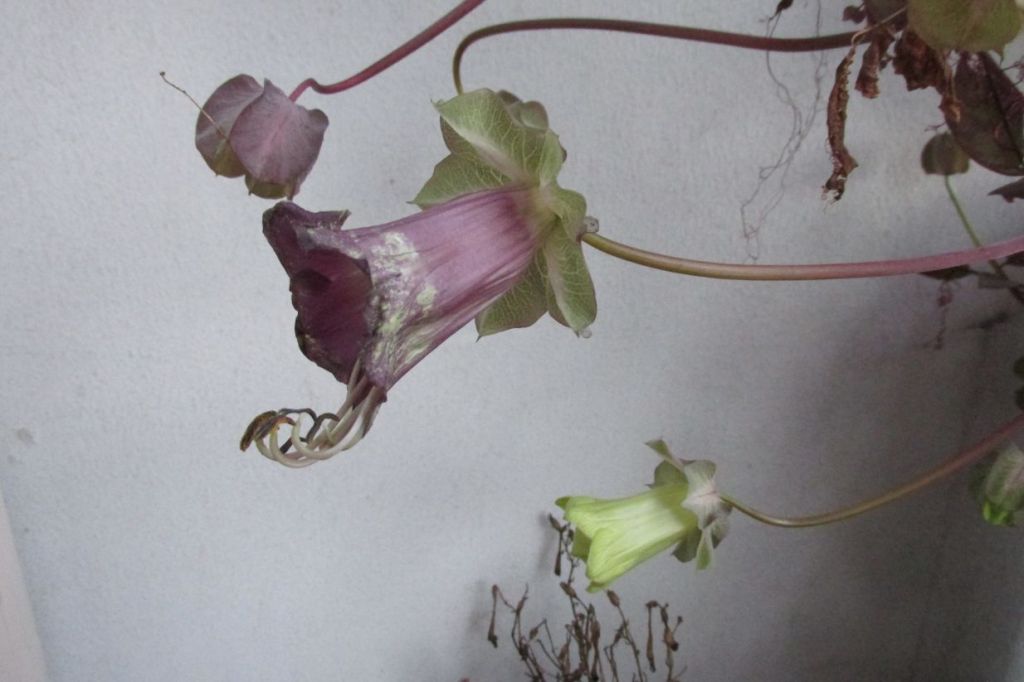 Valokuvaus: Digikuvauksen mahdollisuuksia&nbsp;taiteessa